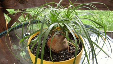 palmeira rabo de cavalo cultivo