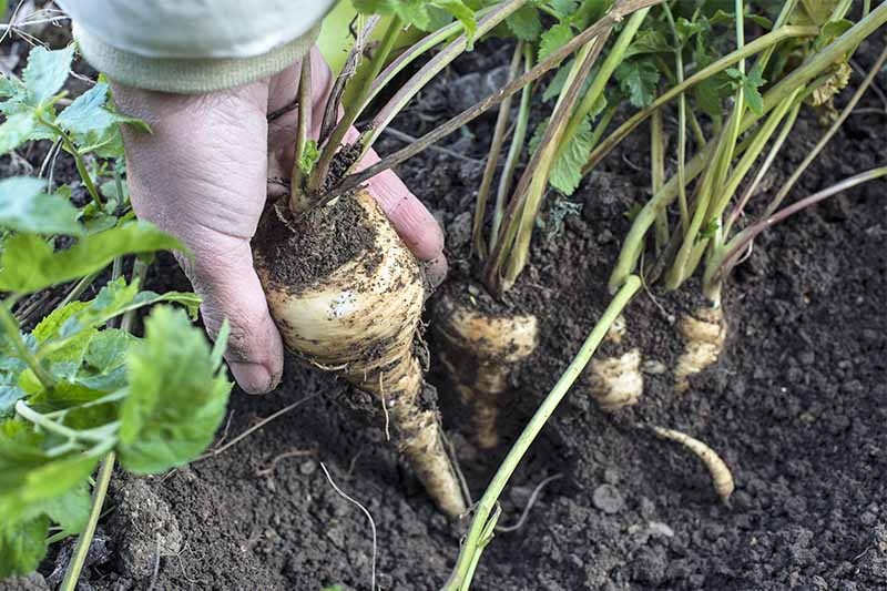 pastinaga como plantar