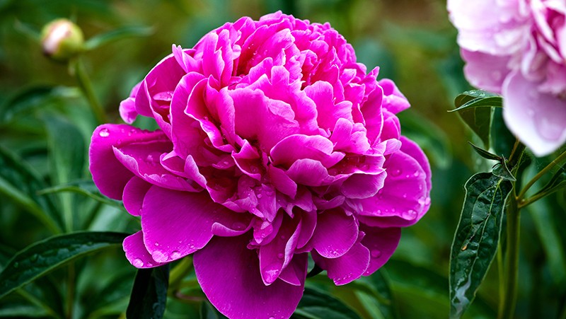 peonia como plantar