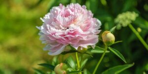 peonias chinesas