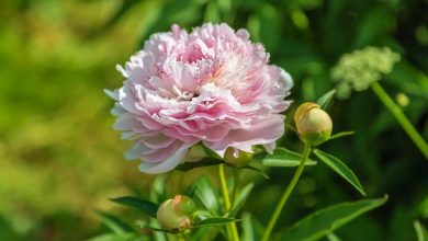 peonias chinesas