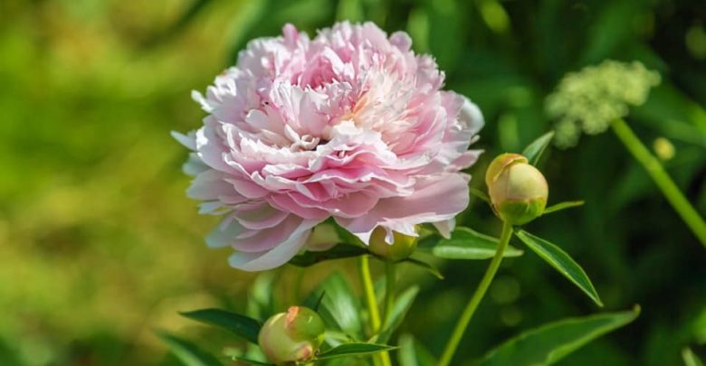 peonias chinesas
