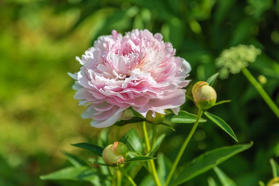 peonias chinesas