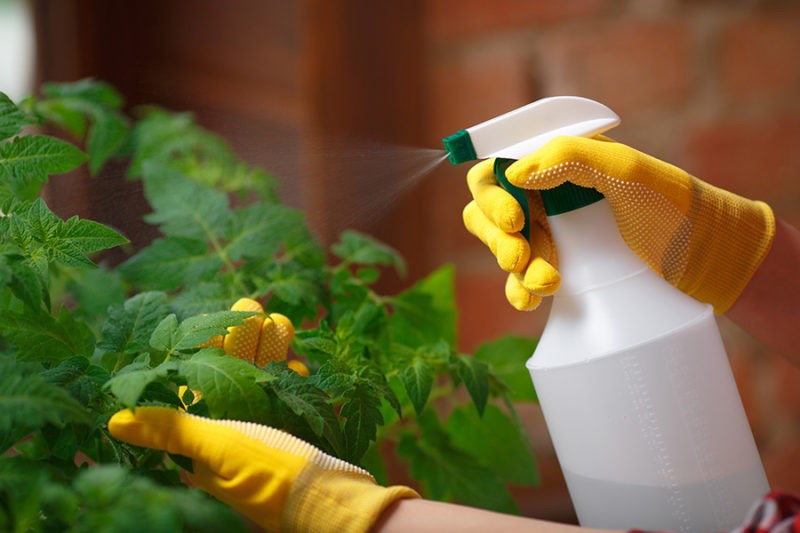 pesticida de coentro para eliminar lagarta