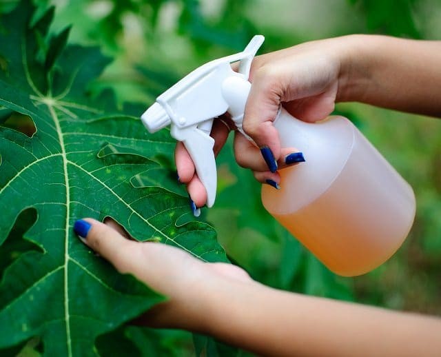 pesticida de tomate para eliminar lagarta