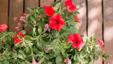 petunias