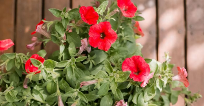 petunias