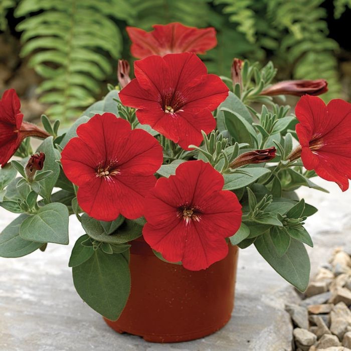 petunias coma plantar