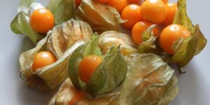 physalis plantar em casa