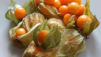 physalis plantar em casa