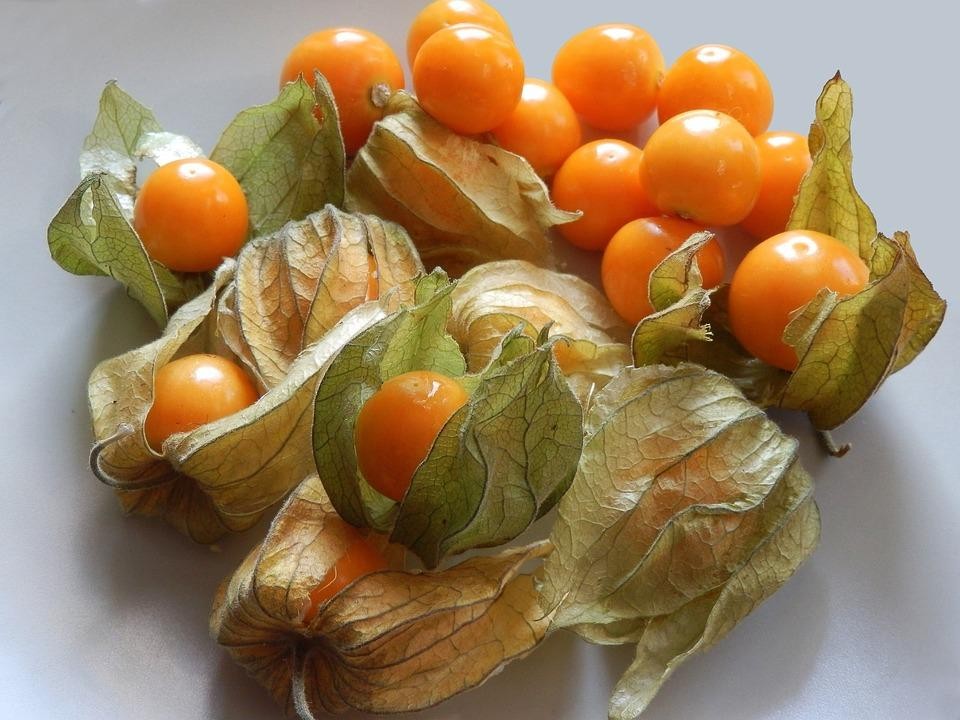 physalis plantar em casa