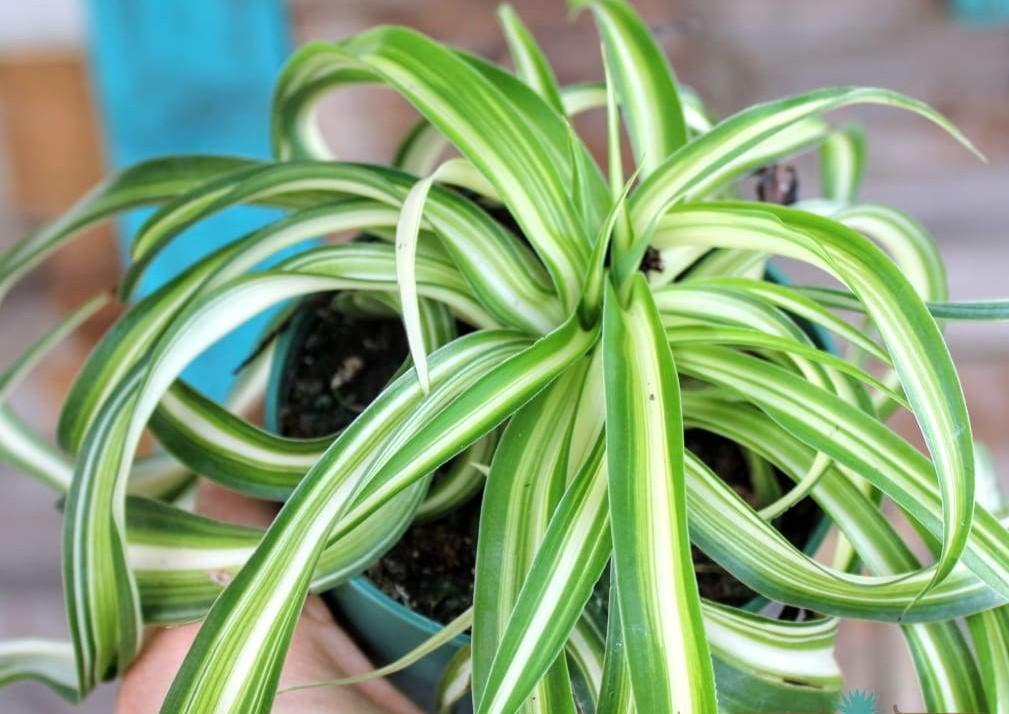 planta aranha como plantar