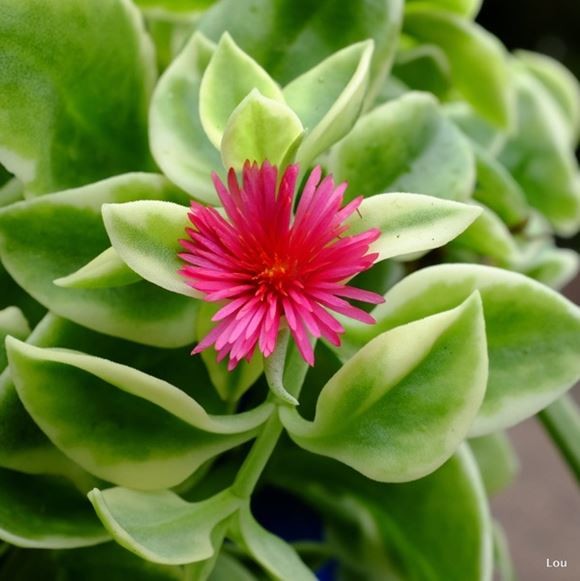 planta de gelo como plantar