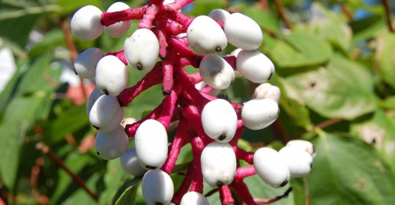 planta olho de boneca