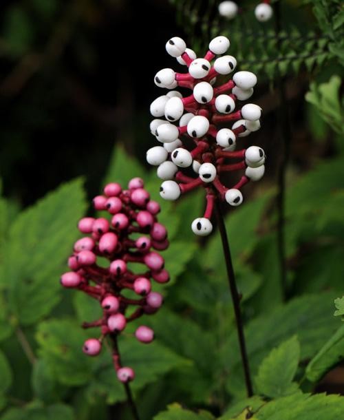 planta olho de boneca branca e vermelha