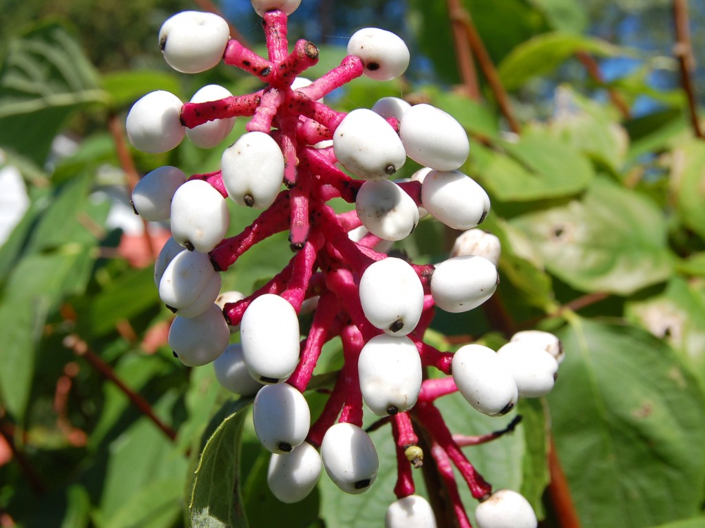 planta olho de boneca