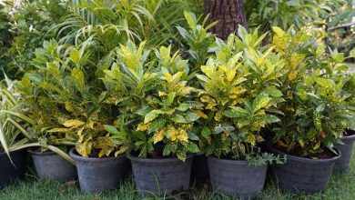planta po de ouro cuidados