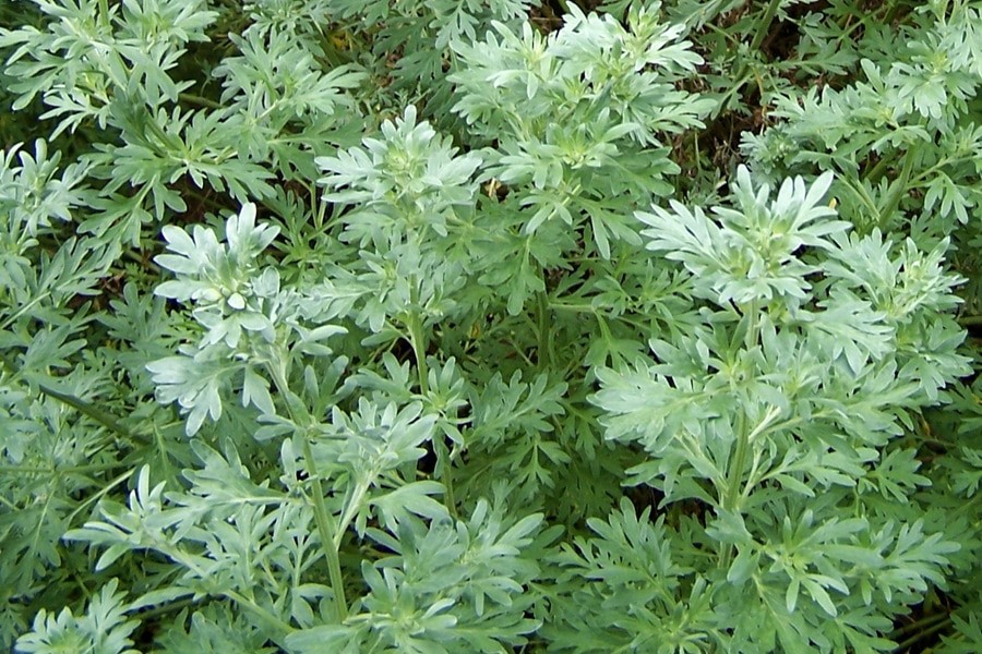 plantar artemisia em casa