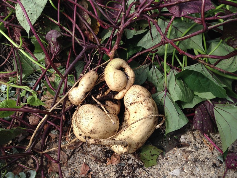 plantar batata doce branca