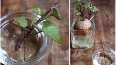 plantar batata doce na agua