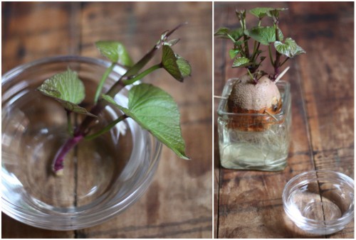 plantar batata doce na agua