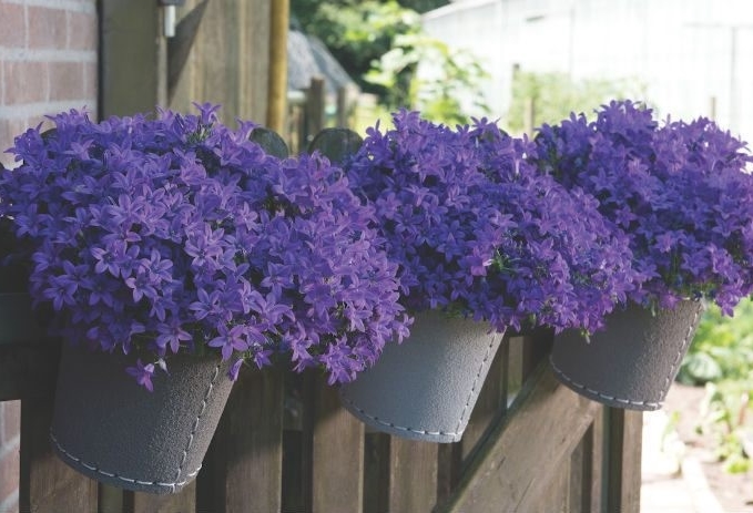 plantar campanula em casa