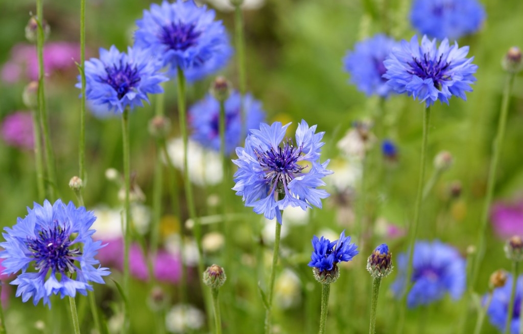 plantar centaurea em casa