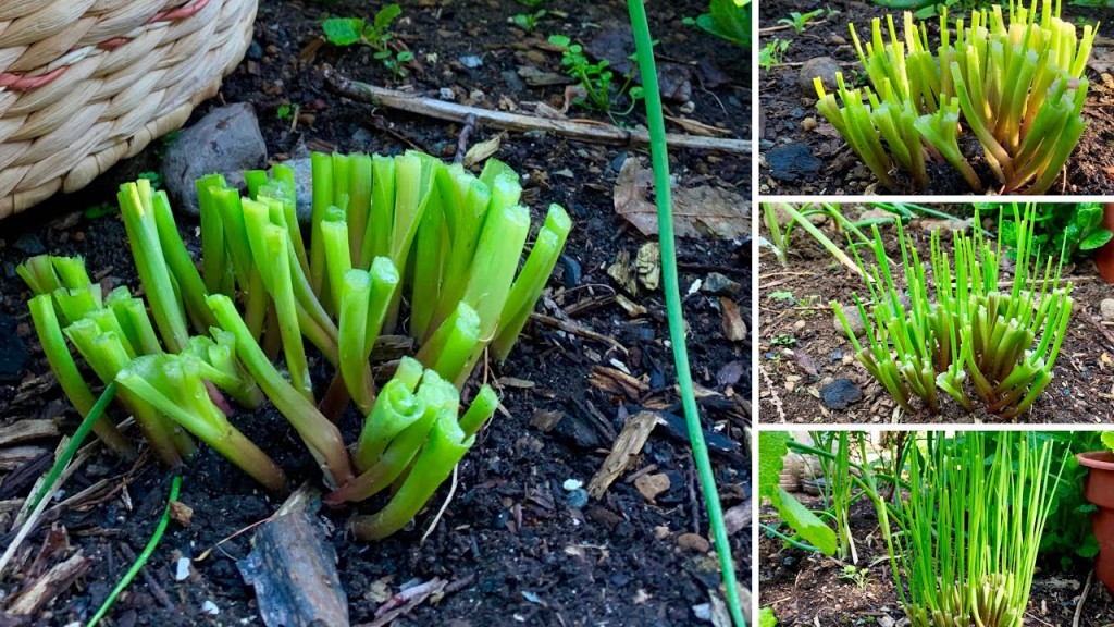 plantar cheiro verde