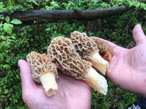 plantar cogumelos morel