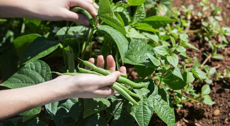 plantar feijao na terra
