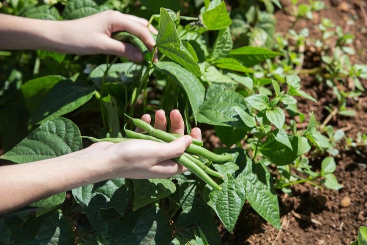 plantar feijao na terra