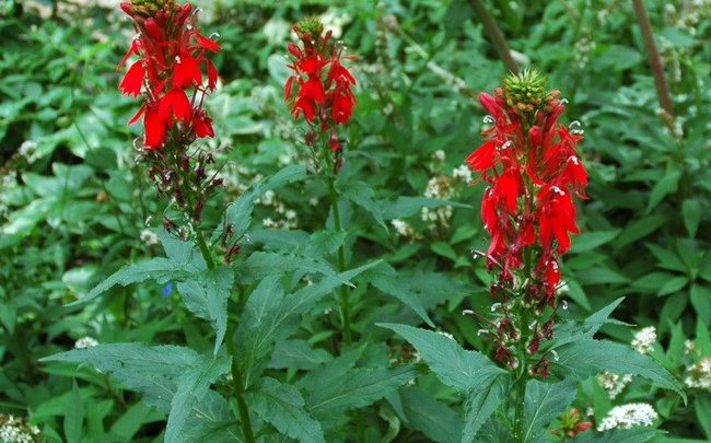 plantar flor cardeal