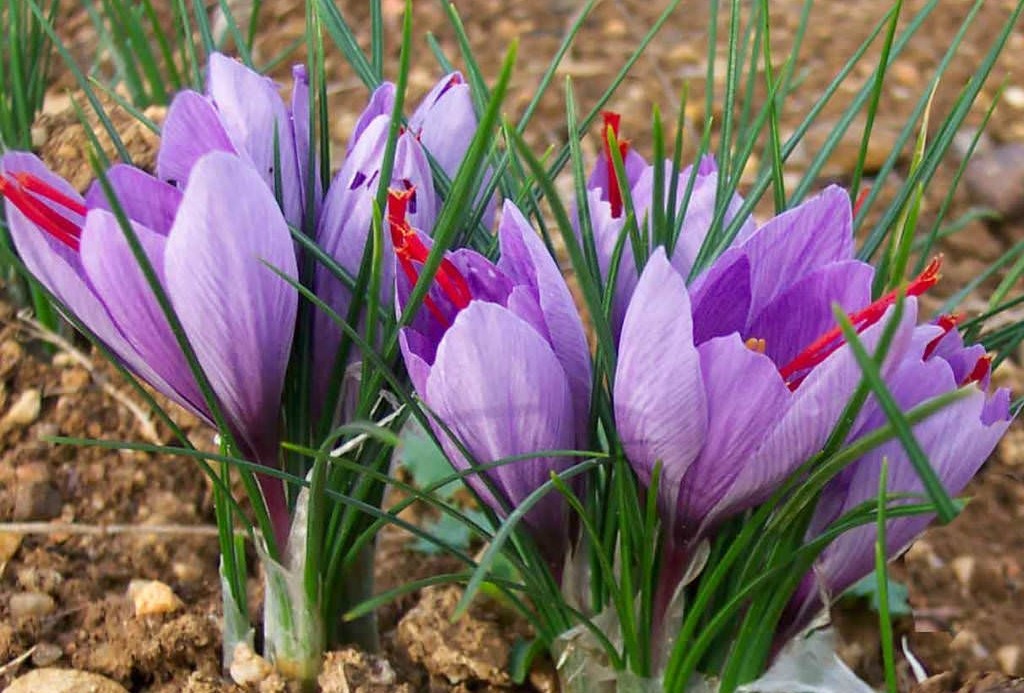 plantar flor de açafrao em casa