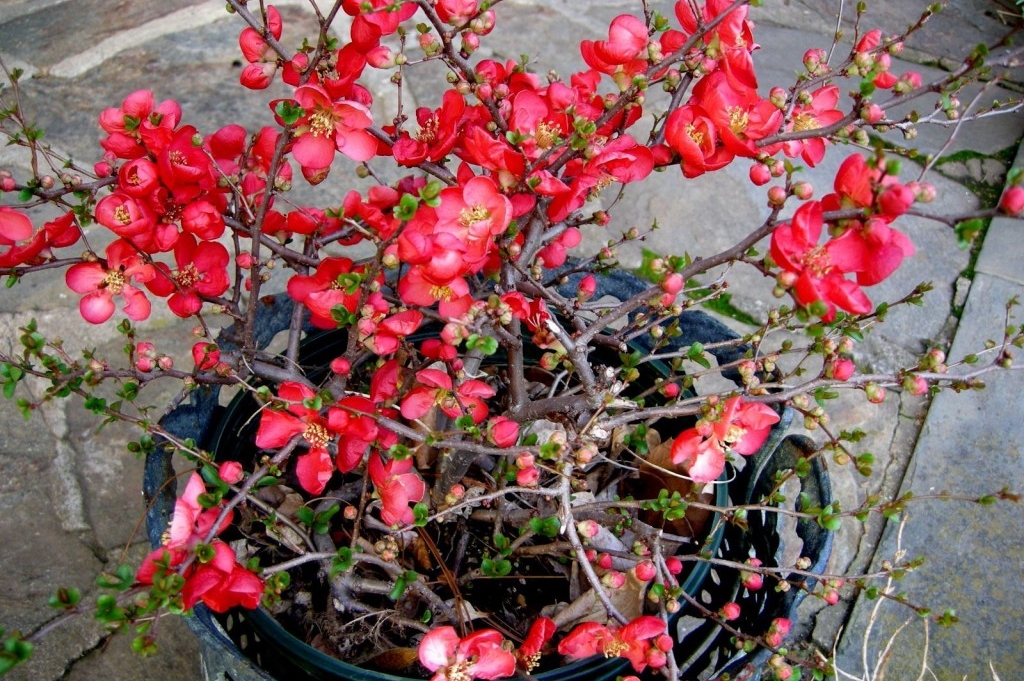 plantar flor de marmelo em casa