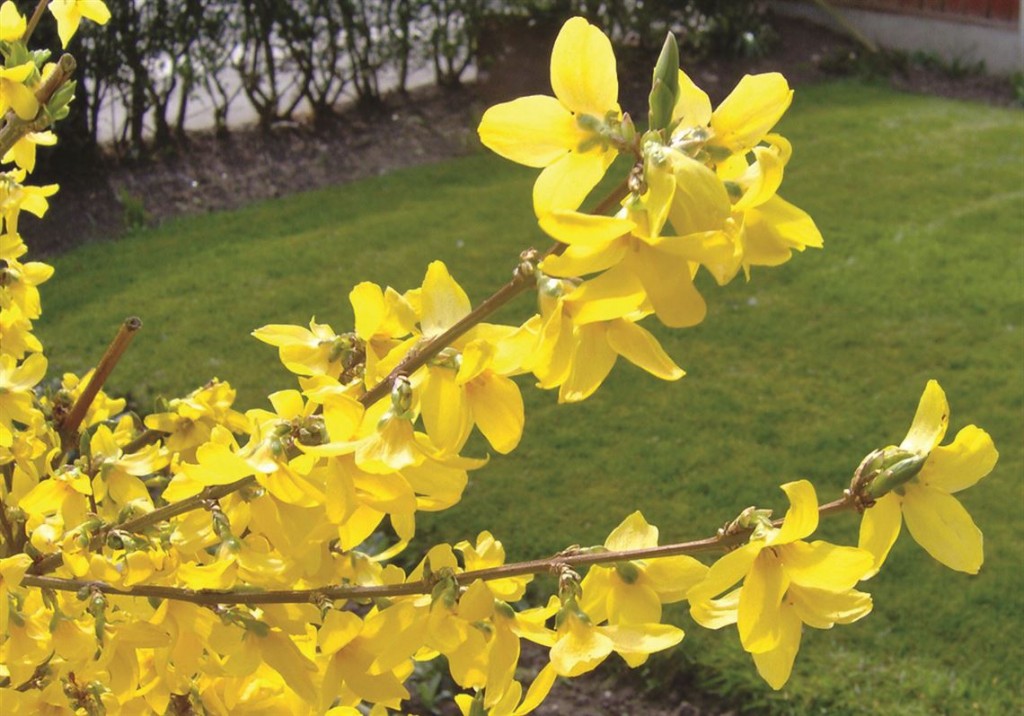 plantar forsythia em casa