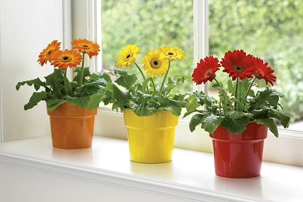 plantar gerbera em casa