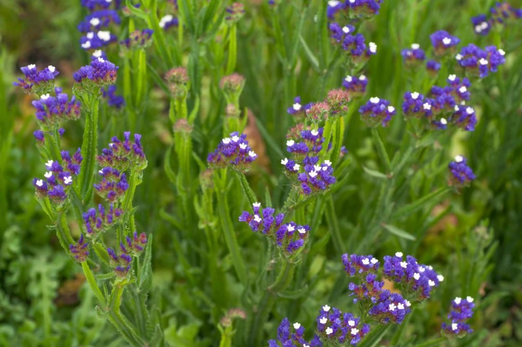 plantar lavanda do mar em casa