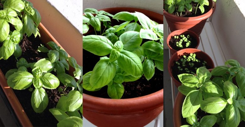 plantar manjericao doce