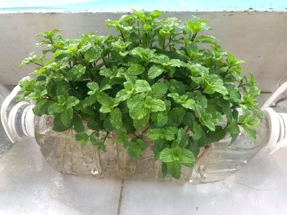 plantar menta em casa