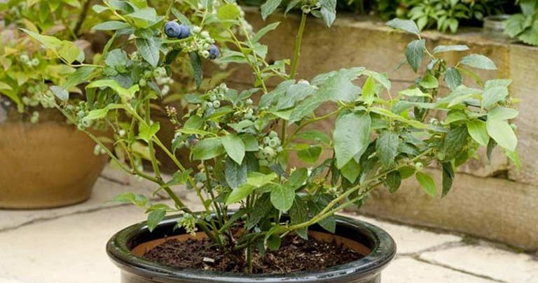 plantar mirtilos em casa