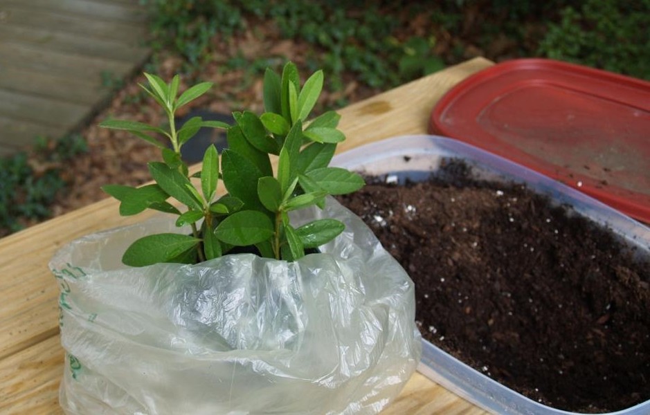 plantar murta em casa