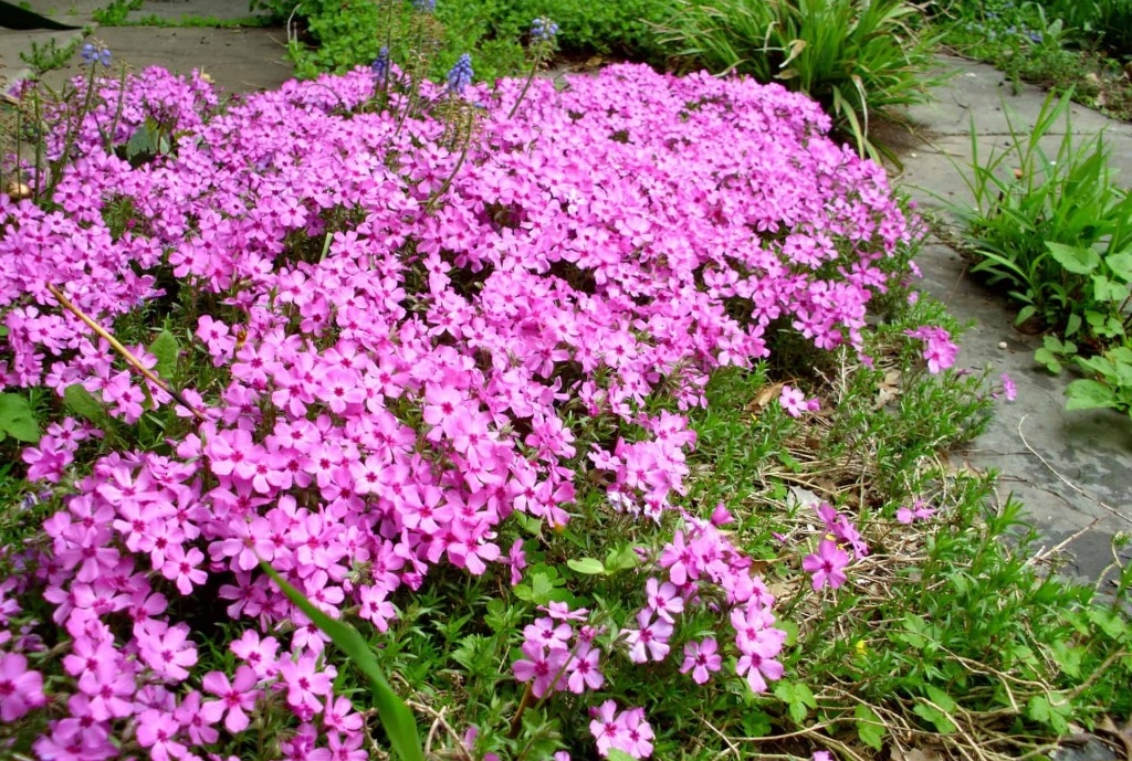 plantar musgo rosa em casa