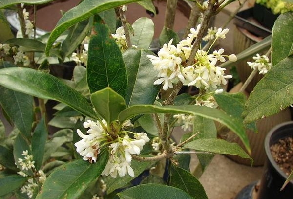 plantar osmanthus em casa