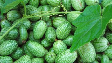 plantar pepino mexicano