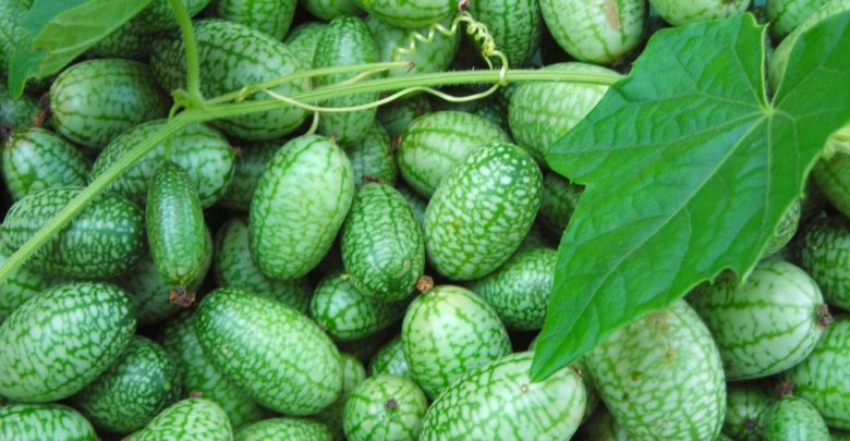 plantar pepino mexicano