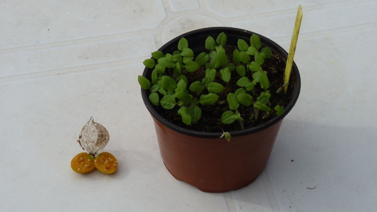 plantar physalis em casa