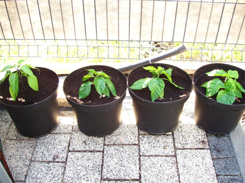 plantar pimentao dentro de casa