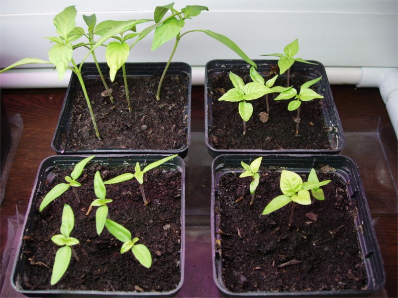 plantar pimentao em casa