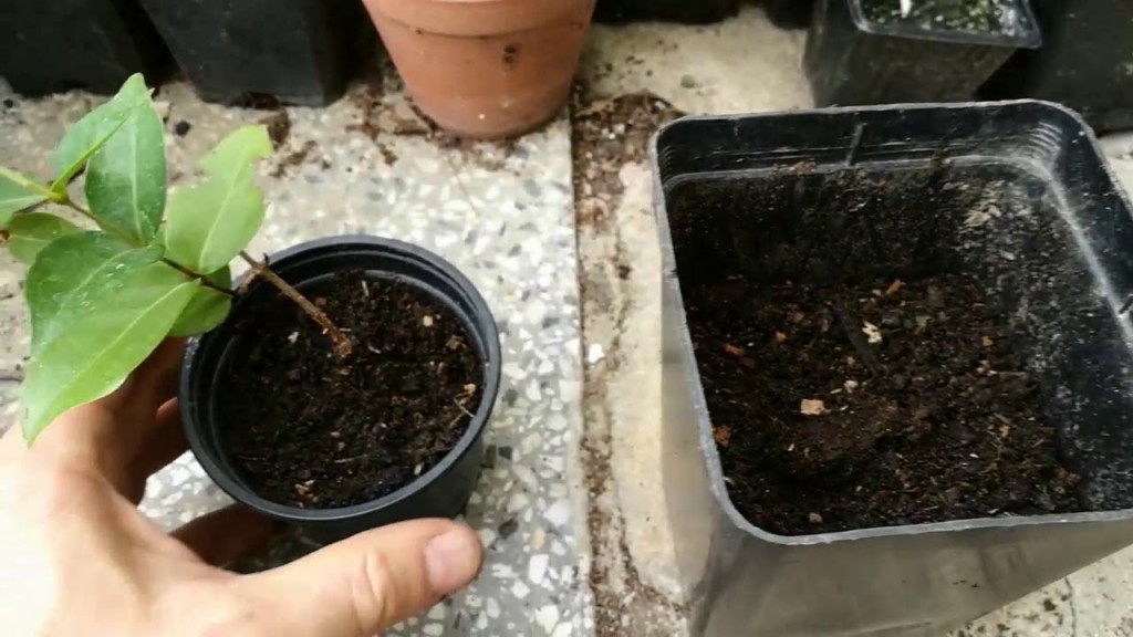 plantar pitanga em casa