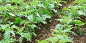 plantar plantas de gergelim